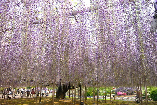 P1010339.JPG