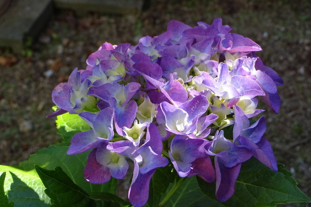 DSC02570.JPG