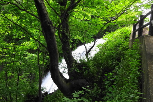 DSC06142.JPG